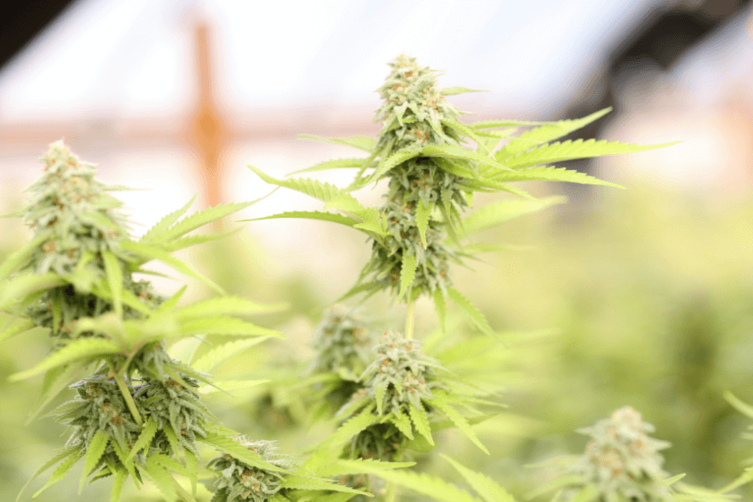 THC qué es